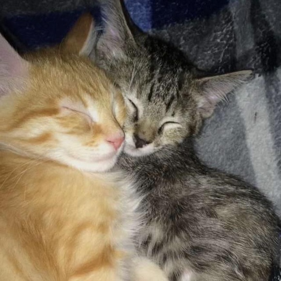 Meet your Posher, Annika - Picture 1 of 1